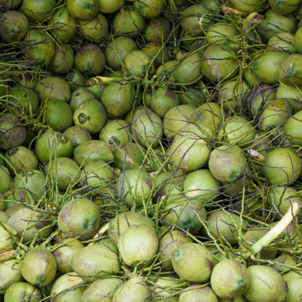 Chaiyo Coconut Water (24 Pack) - Image 2